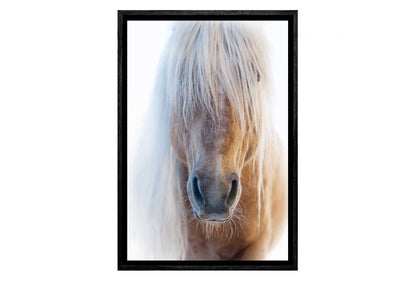 Palomino | Canvas Art Print