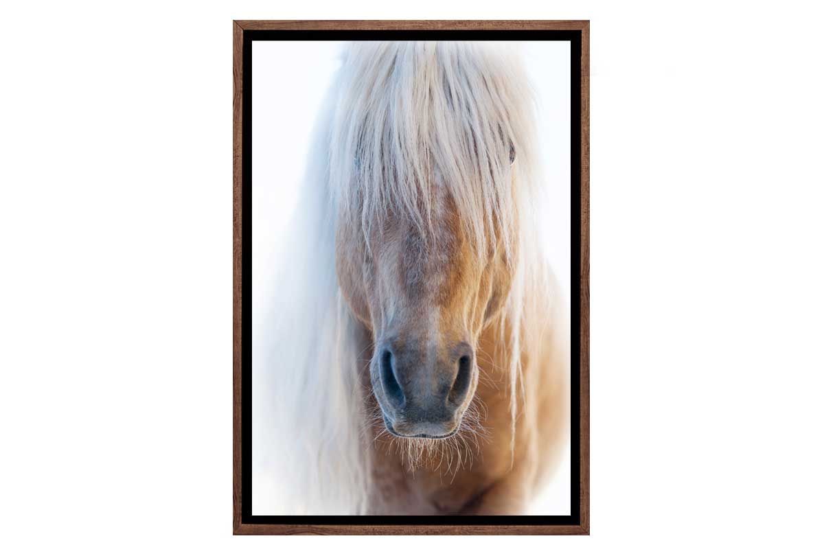 Palomino | Canvas Art Print