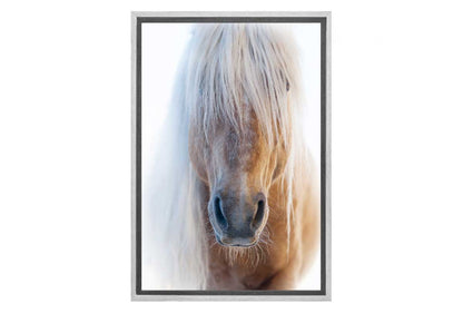 Palomino | Canvas Art Print