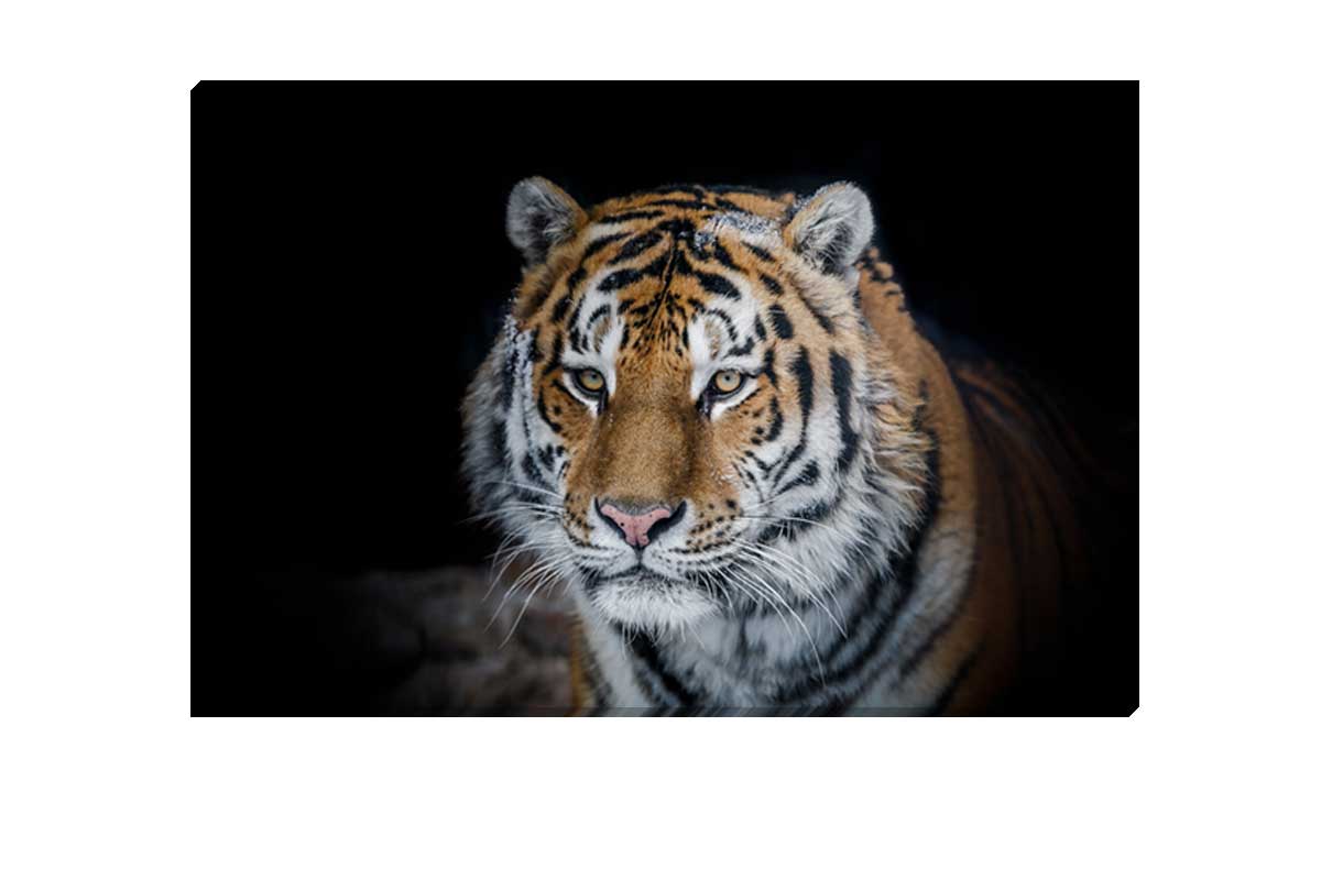 Tiger 1 | Canvas Art Print