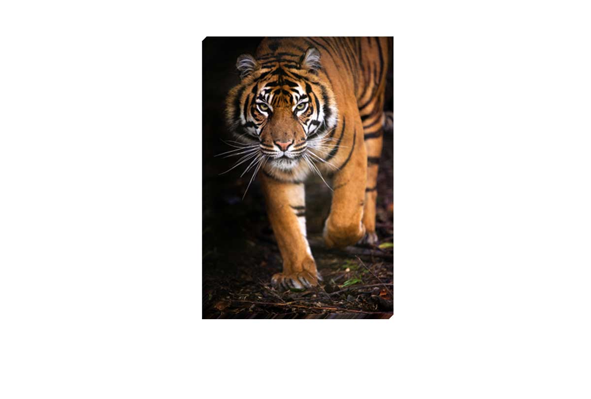 Tiger 3 | Canvas Art Print