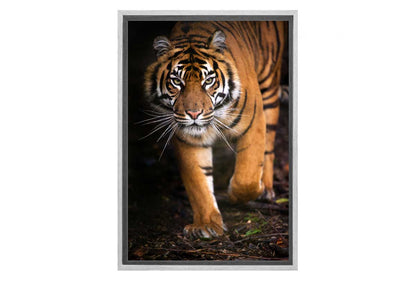 Tiger 3 | Canvas Art Print
