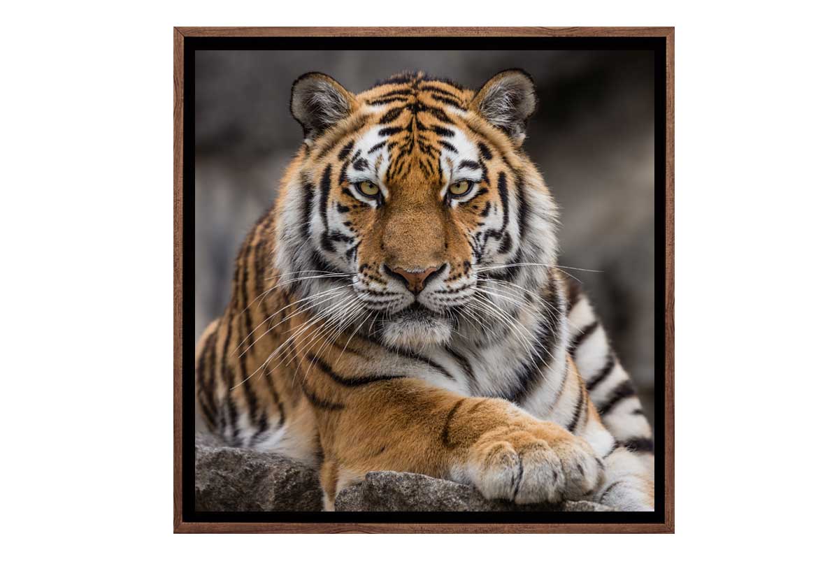 Tiger 4 | Canvas Art Print