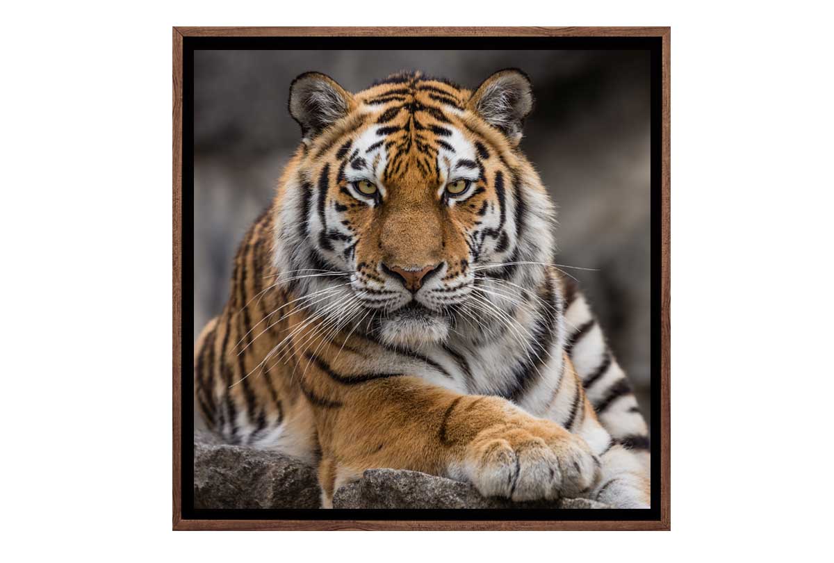 Tiger 4 | Canvas Art Print - Final Touch Decor