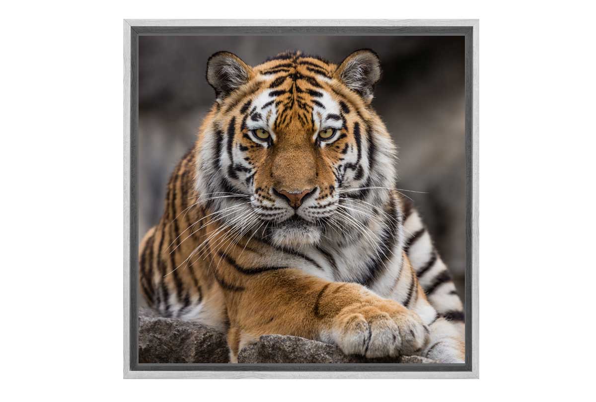 Tiger 4 | Canvas Art Print - Final Touch Decor