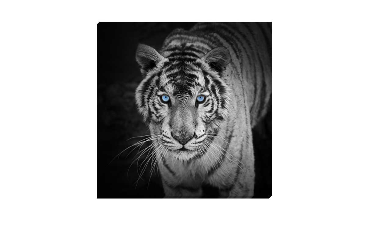 White Tiger 2 | Canvas Art Print