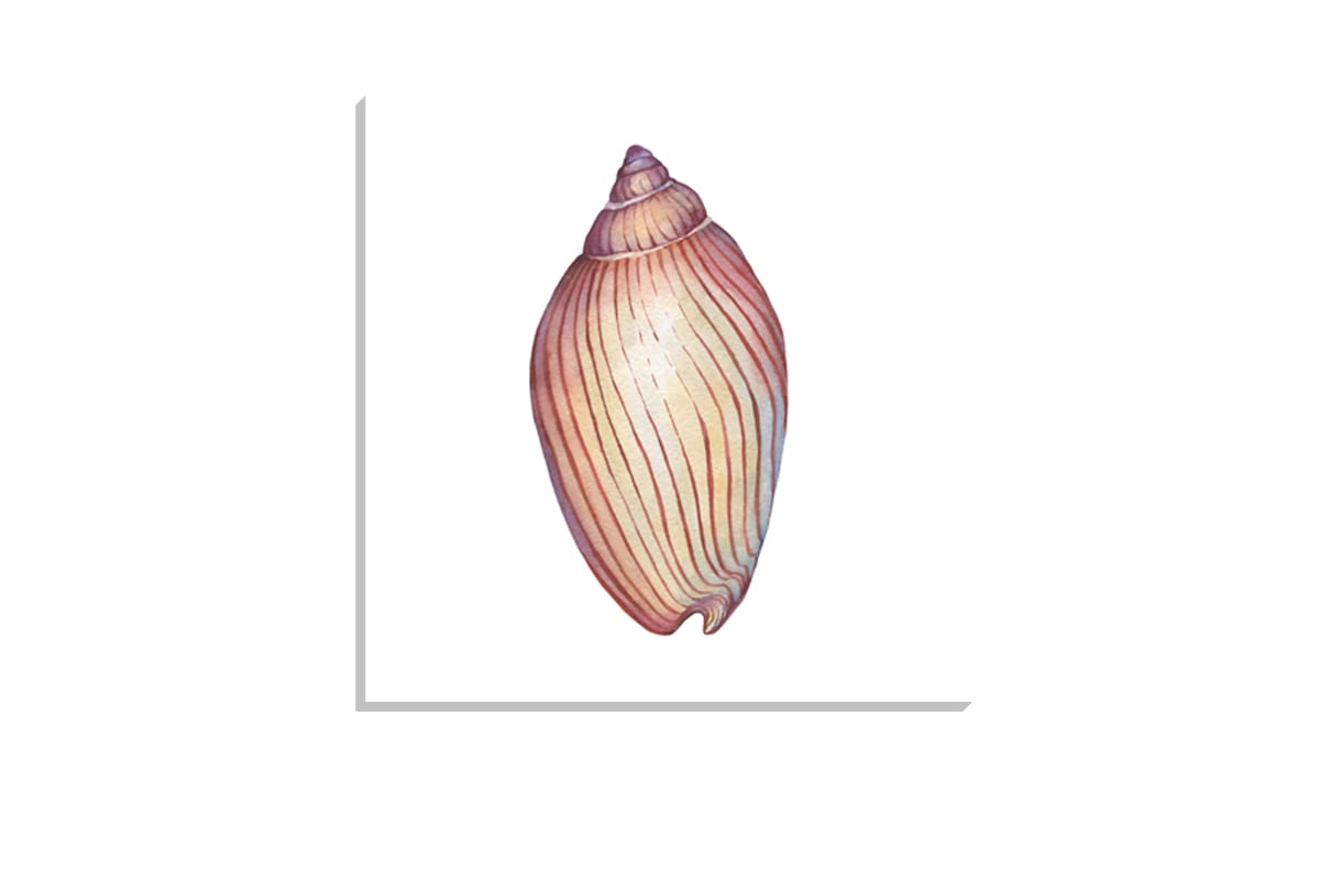 Shell 6 | Canvas Wall Art Print