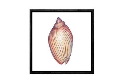 Shell 6 | Canvas Wall Art Print