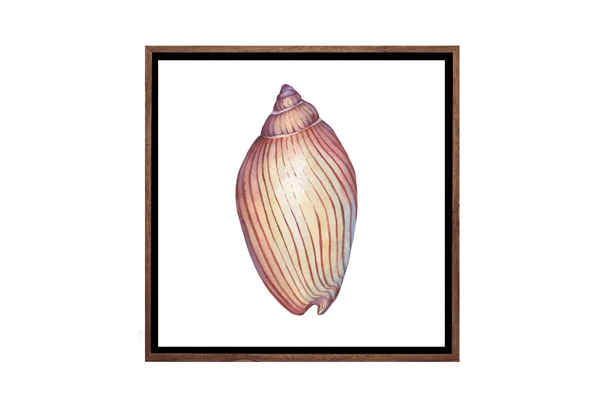 Shell 6 | Canvas Wall Art Print