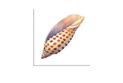 Junonia Sea Shell | Canvas Wall Art Print