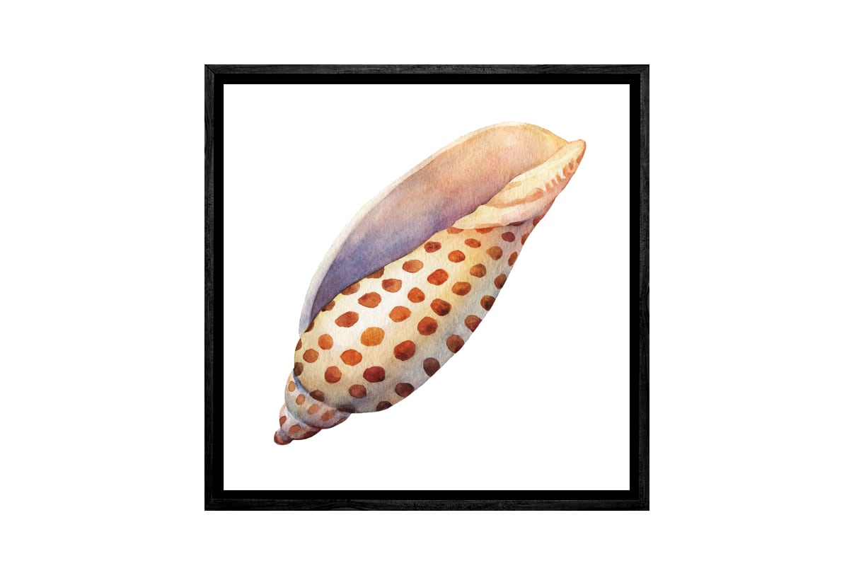 Junonia Sea Shell | Canvas Wall Art Print