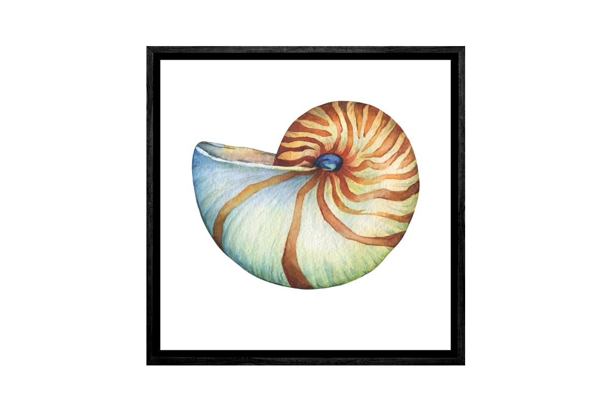 Nautilus Sea Shell | Canvas Wall Art Print