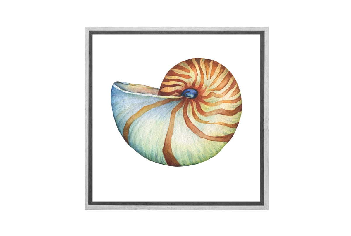 Nautilus Sea Shell | Canvas Wall Art Print