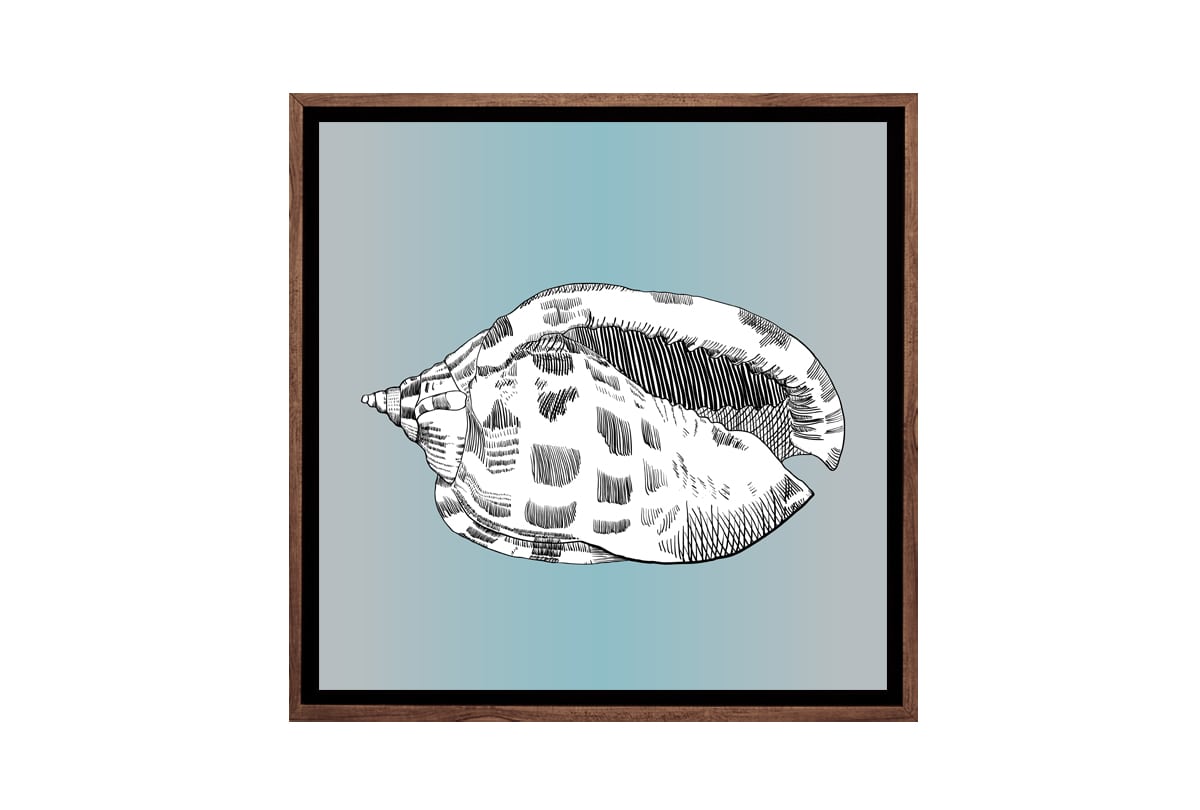 Shell 2 White On Teal | Canvas Wall Art Print