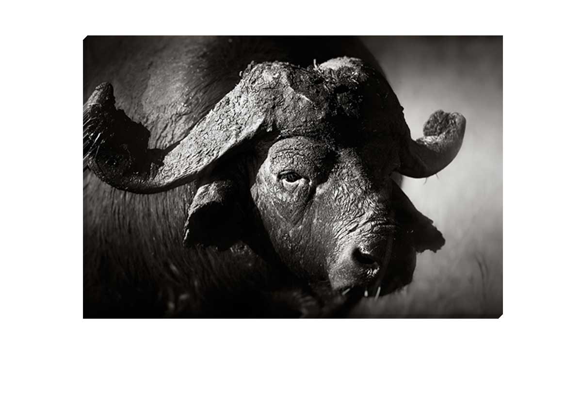 Buffalo | Animal Canvas Wall Art Print