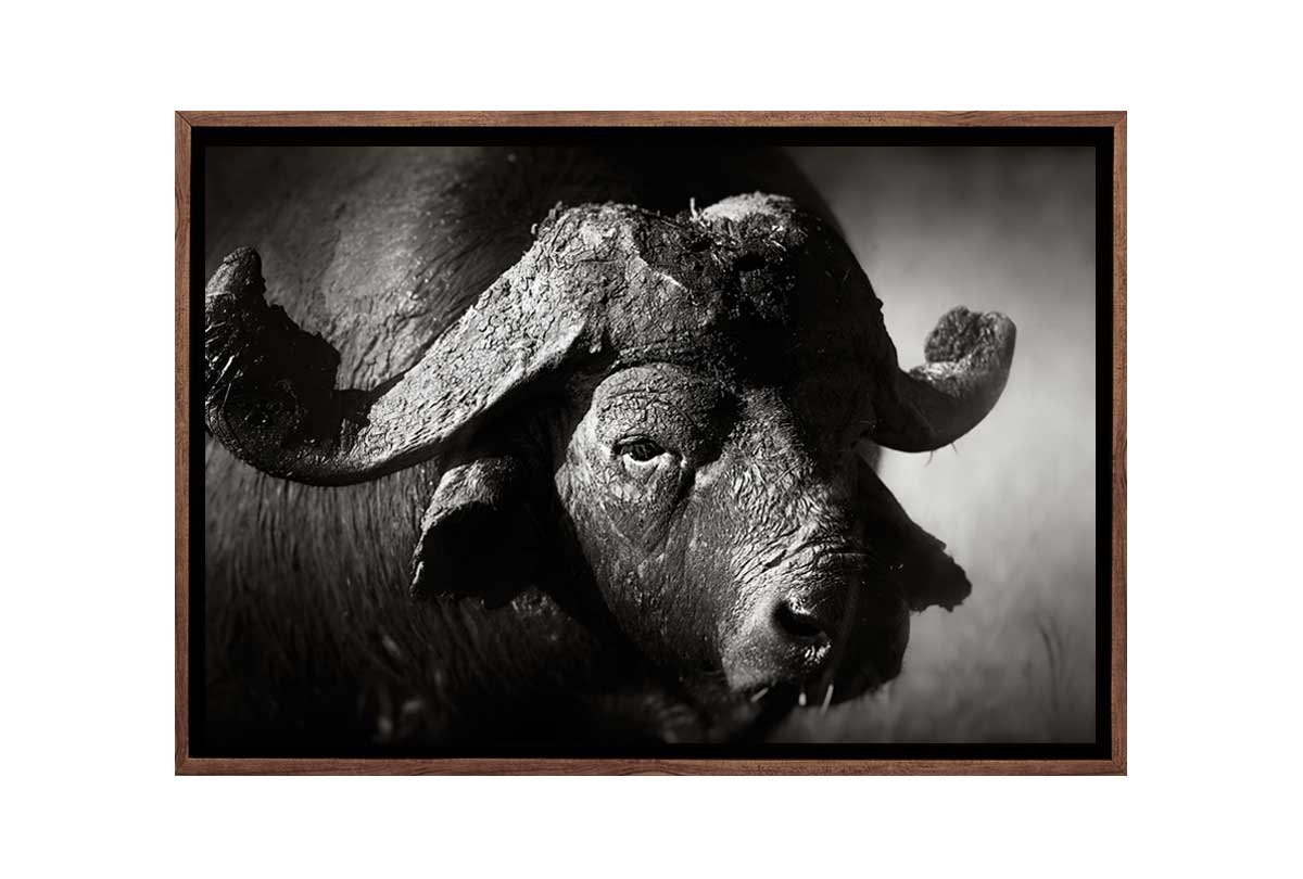 Buffalo | Animal Canvas Wall Art Print