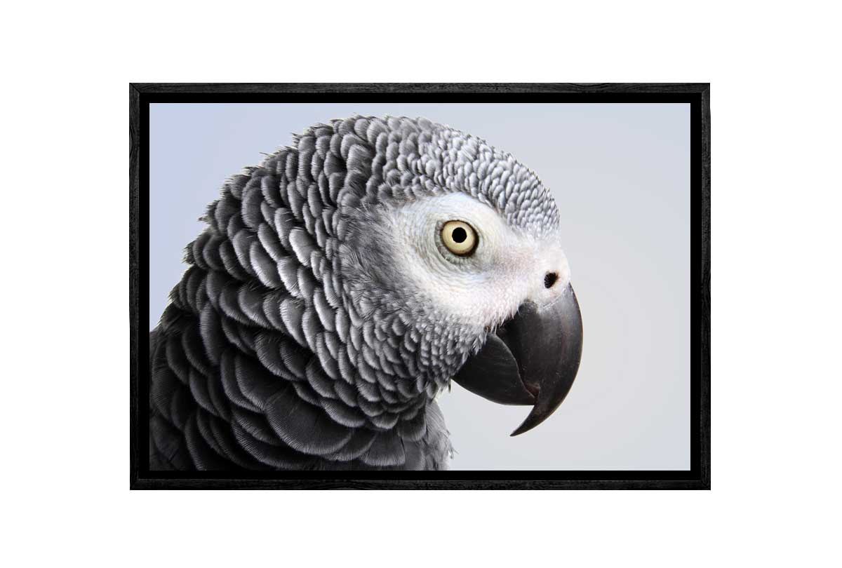 Grey African Parrot | Canvas Wall Art Print