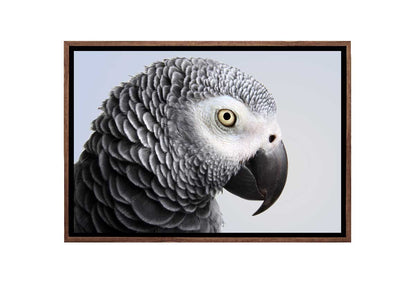 Grey African Parrot | Canvas Wall Art Print