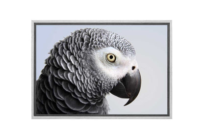 Grey African Parrot | Canvas Wall Art Print