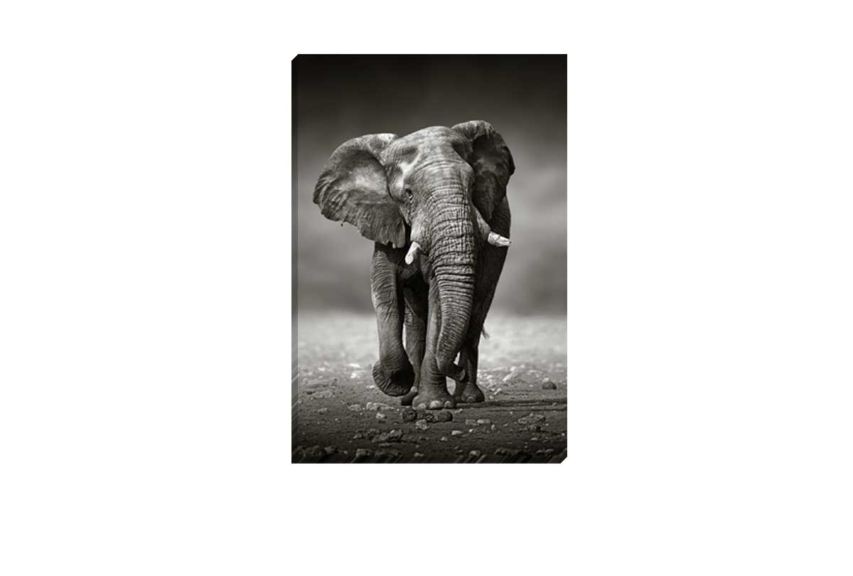 Elephant Charge | Animal Canvas Wall Art Decor