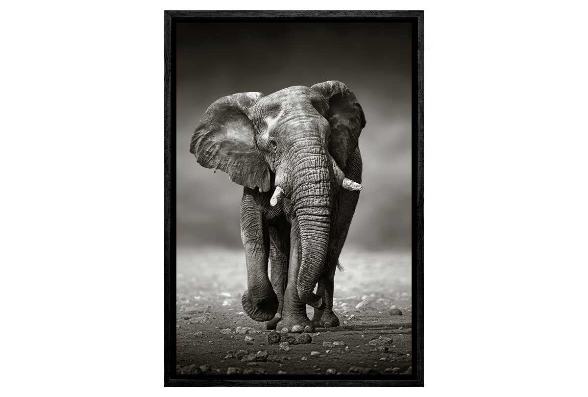 Elephant Charge | Animal Canvas Wall Art Decor