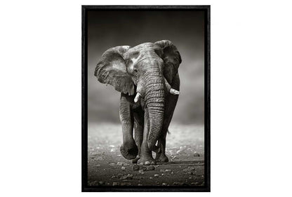Elephant Charge | Animal Canvas Wall Art Decor