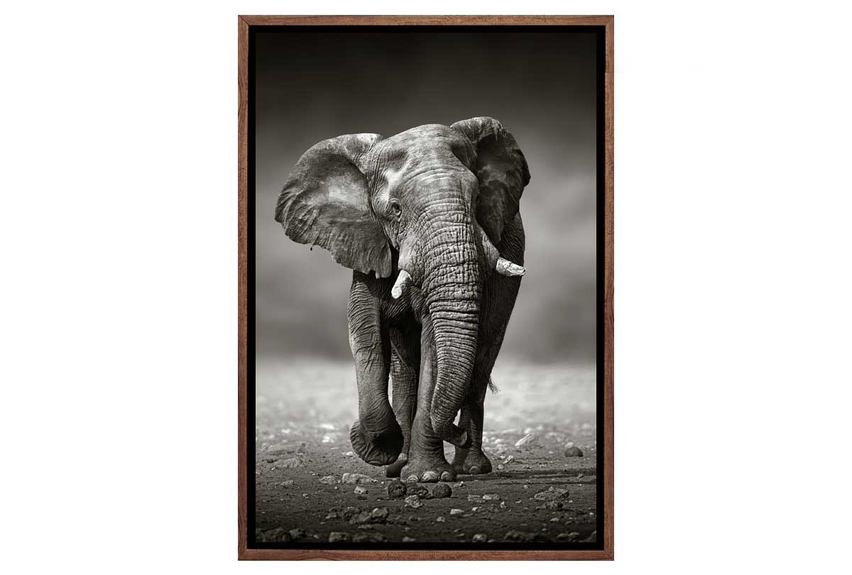 Elephant Charge | Animal Canvas Wall Art Decor