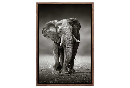 Elephant Charge | Animal Canvas Wall Art Decor