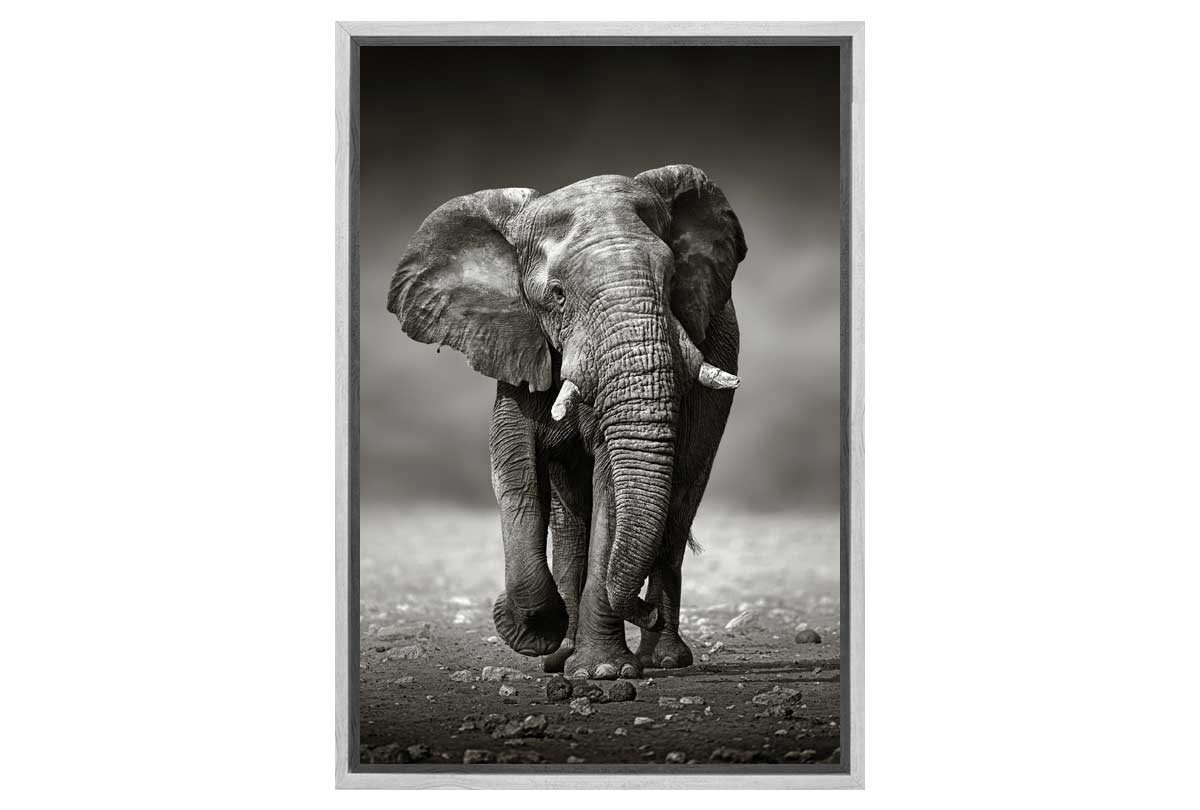 Elephant Charge | Animal Canvas Wall Art Decor