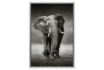 Elephant Charge | Animal Canvas Wall Art Decor