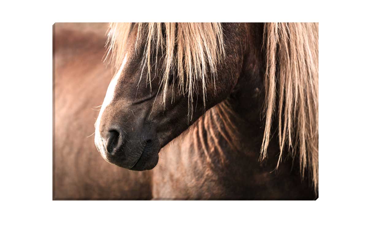 Icelandic Horse 3 | Canvas Wall Art Print