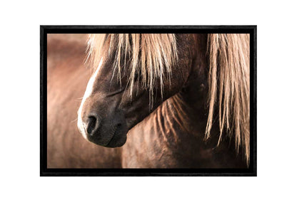 Icelandic Horse 3 | Canvas Wall Art Print