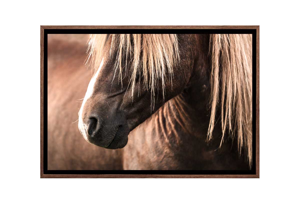 Icelandic Horse 3 | Canvas Wall Art Print