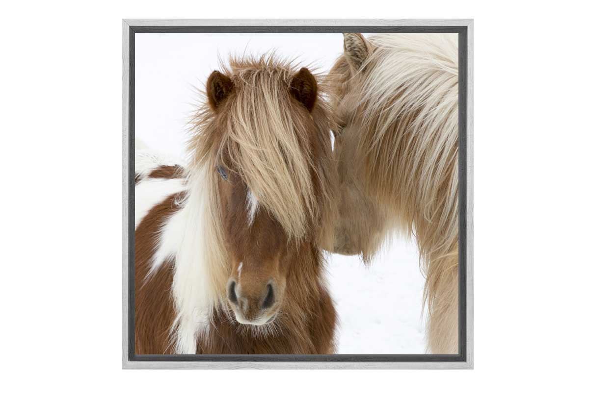 Icelandic Horses 3 | Canvas Wall Art Print