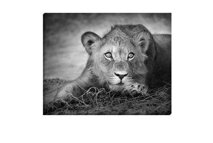 Lioness | Animal Canvas Wall Art Print