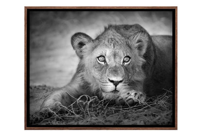 Lioness | Animal Canvas Wall Art Print
