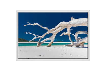 Driftwood, Whitehaven Beach, Australia | Canvas Wall Art Print