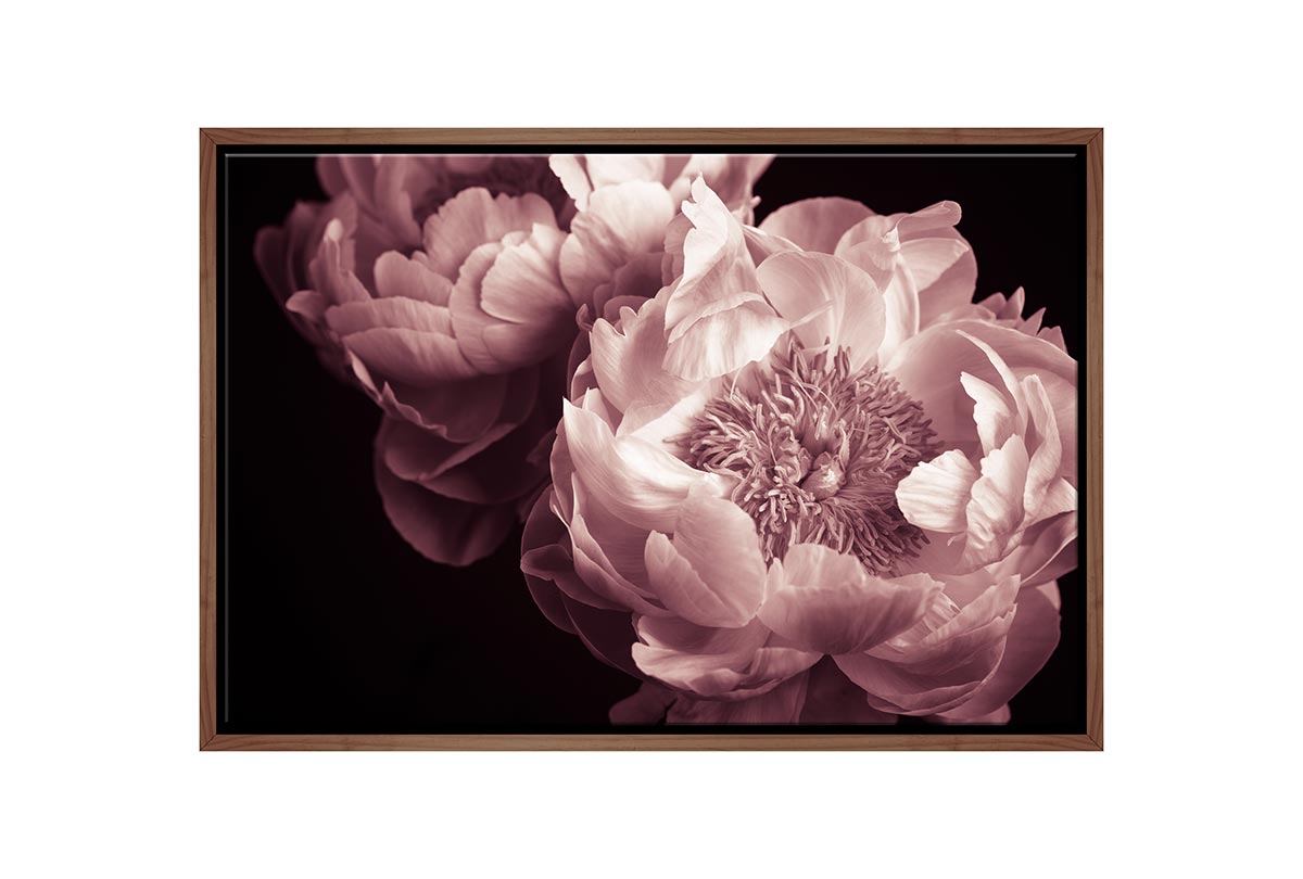 Pink Rose | Canvas Wall Art Print