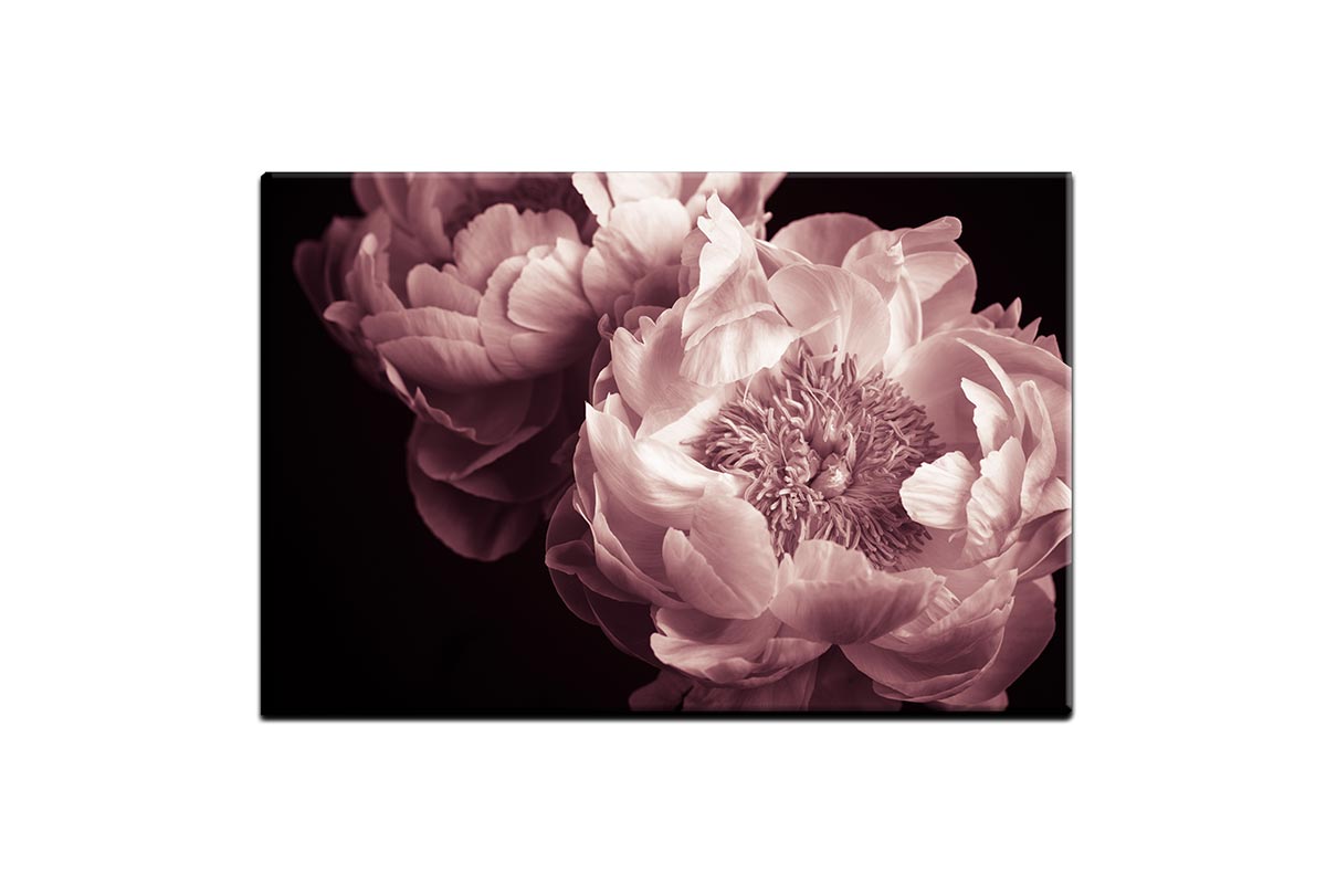 Pink Rose | Canvas Wall Art Print
