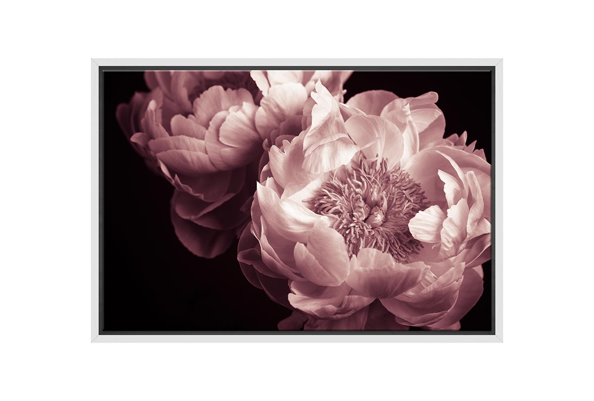 Pink Rose | Canvas Wall Art Print