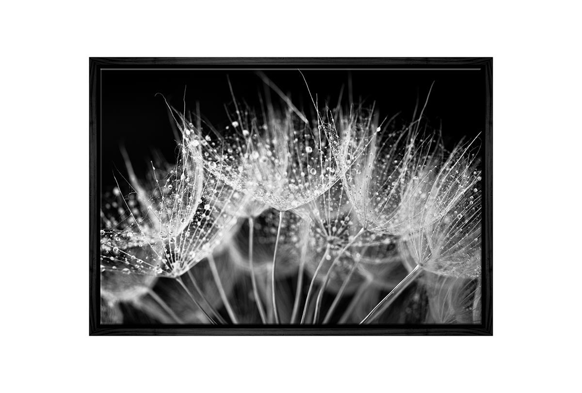 Close-Up Dandelion on Black | Canvas Wall Art Print - Final Touch Decor