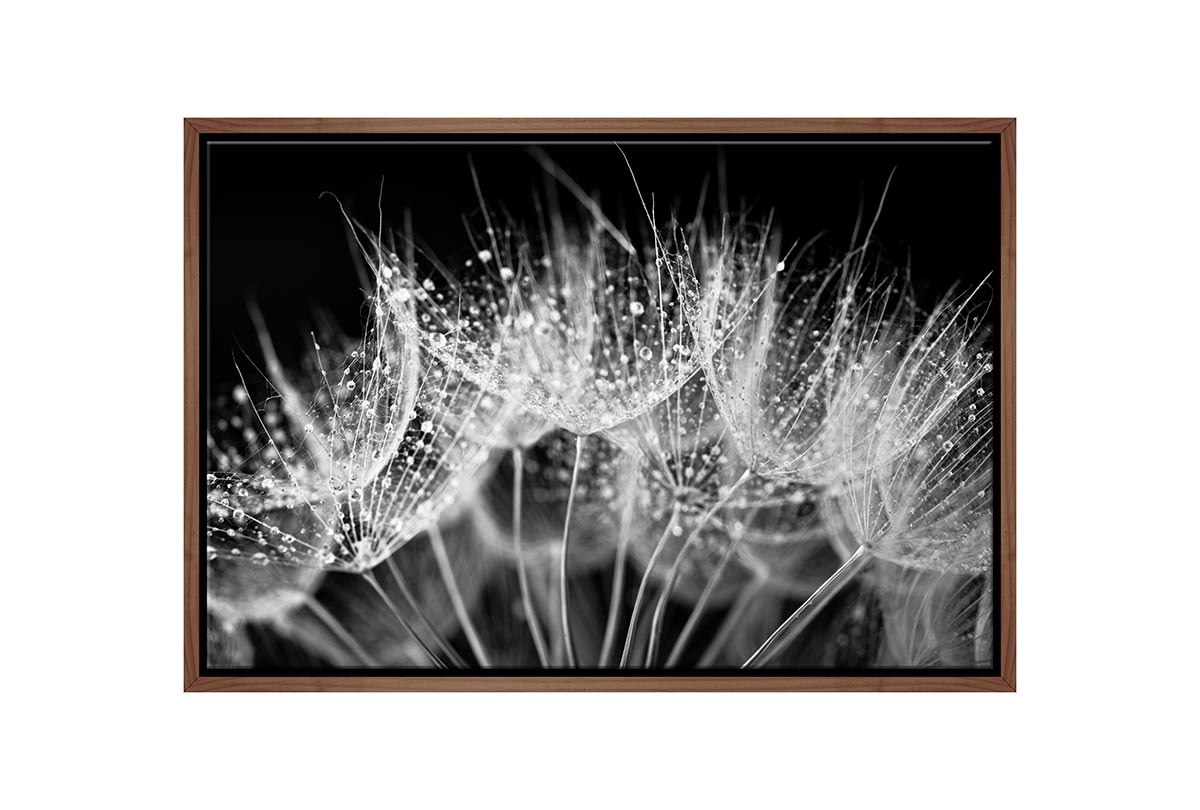 Close-Up Dandelion on Black | Canvas Wall Art Print - Final Touch Decor