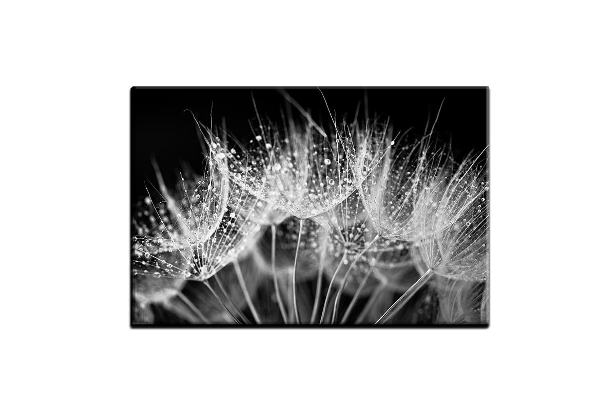 Close-Up Dandelion on Black | Canvas Wall Art Print - Final Touch Decor