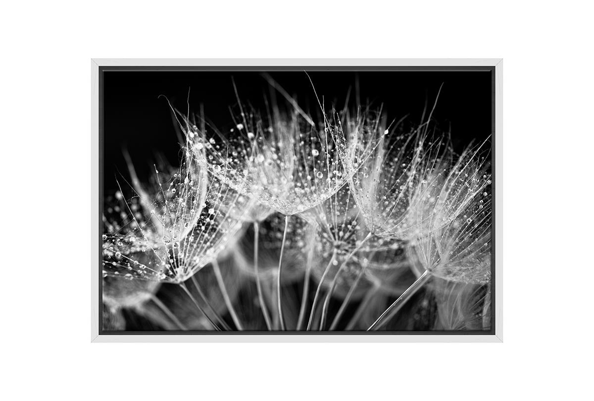 Close-Up Dandelion on Black | Canvas Wall Art Print