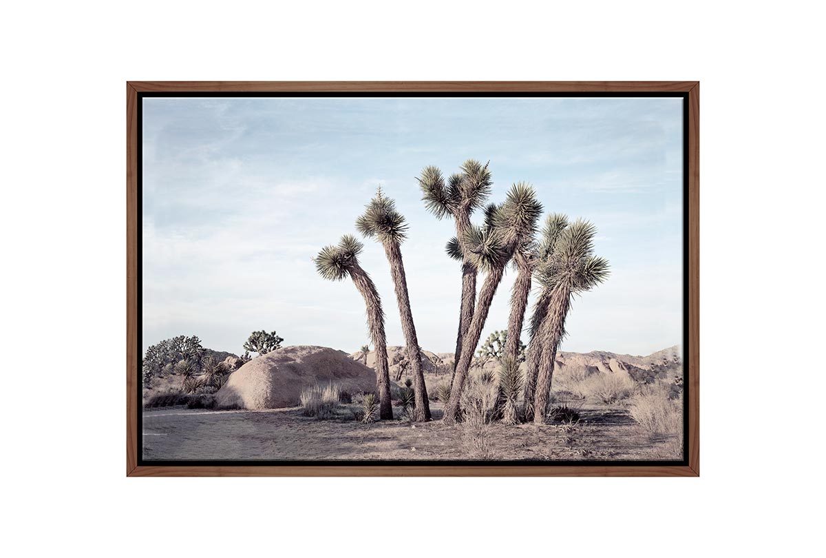 Desert Joshua Trees Canvas Wall Art Print