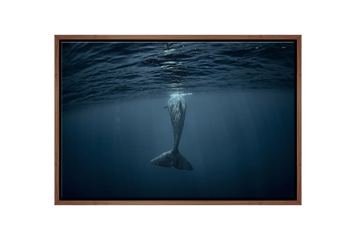 Whale from Below | Canvas Wall Art Print