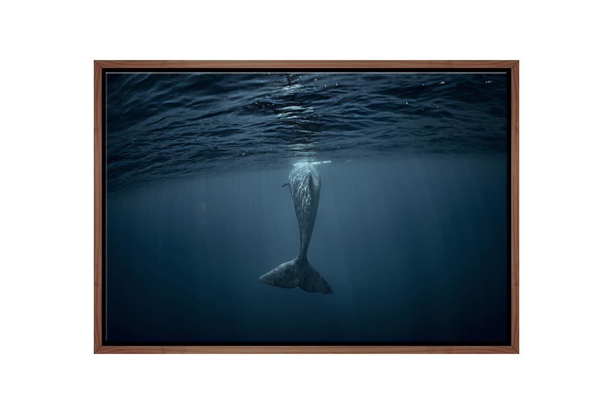 Whale from Below | Wall Art Print