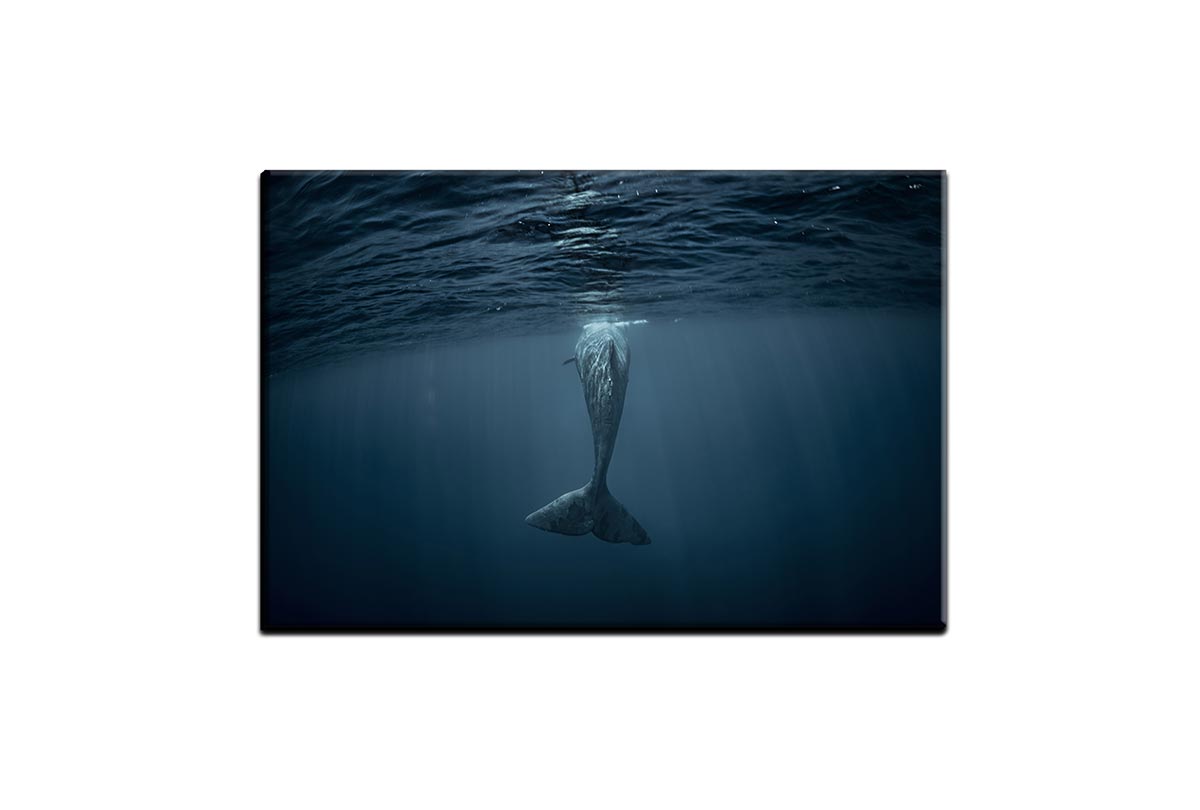 Whale from Below | Wall Art Print