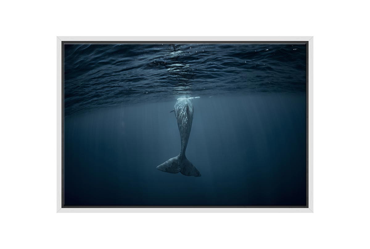 Whale from Below | Wall Art Print