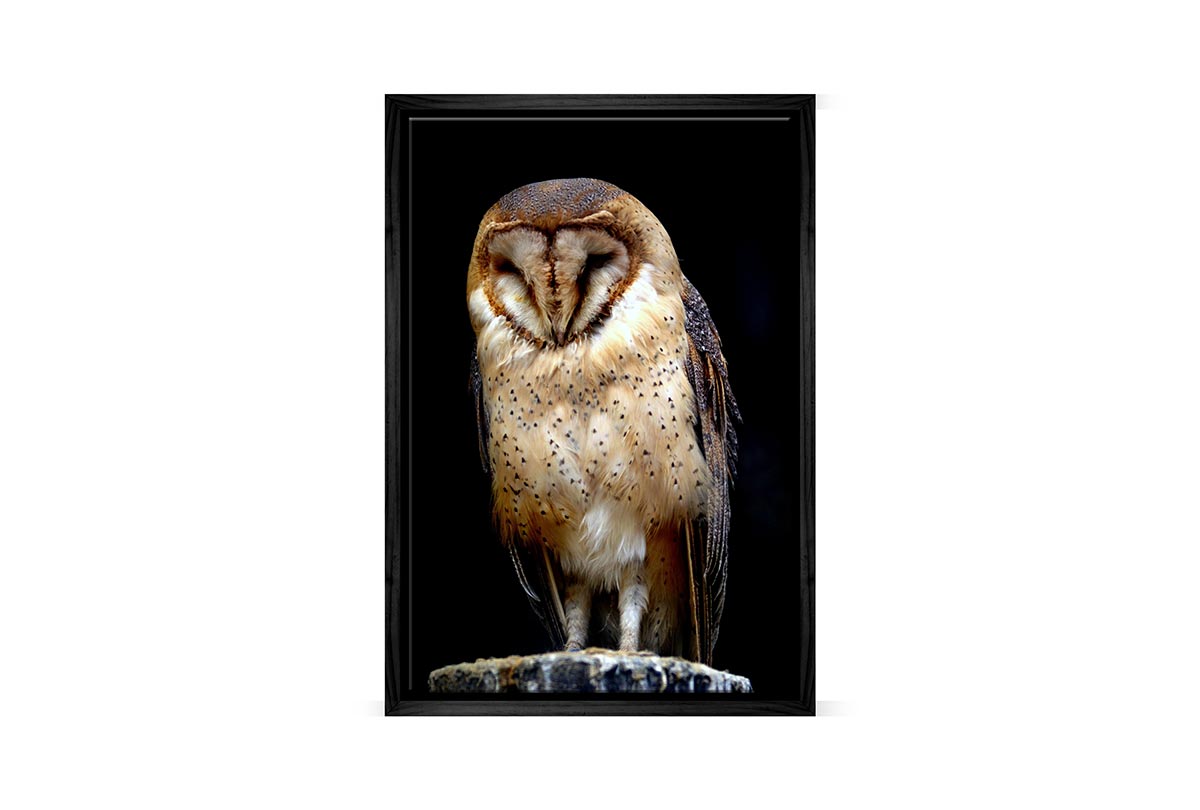 Barn Owl | Canvas Wall Art Print
